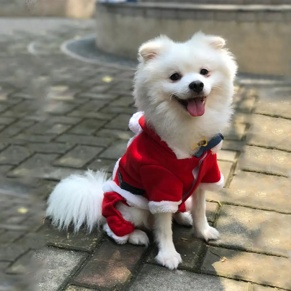 Christmas warm clothes for pets - Lootquake
