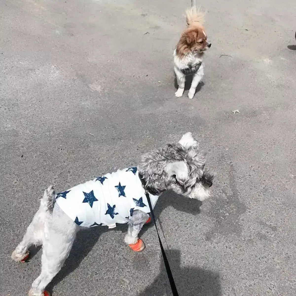 Pet Clothes Dog Clothes Pet Dog Clothes - Lootquake