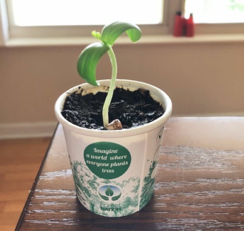 You Plant We Plant Tree Cup, We Plant 10 More Trees-2