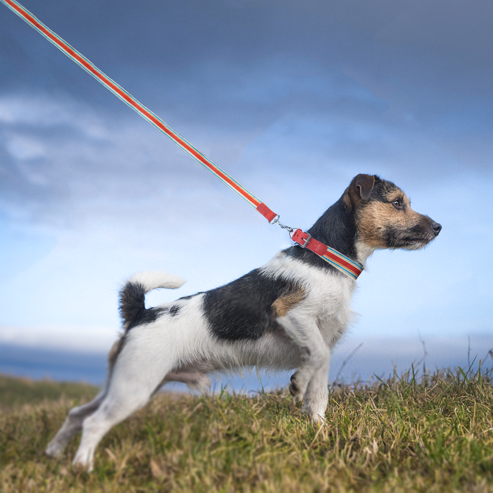 Adjustable Dog Collar and Leash Set - Perfect Fit for All Breeds