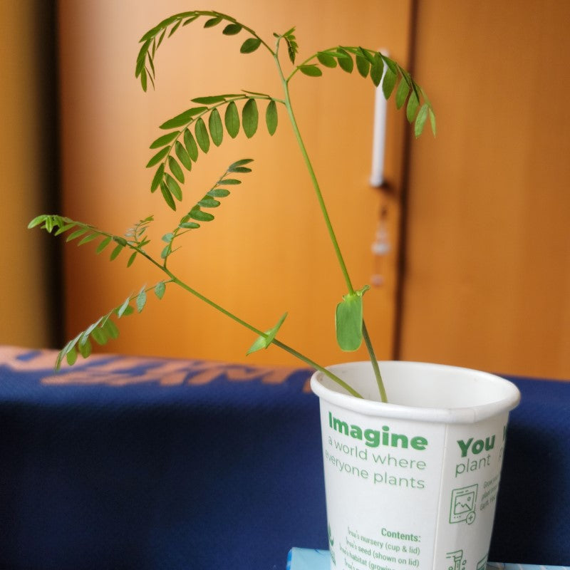 You Plant We Plant Tree Cup Label Branded-1