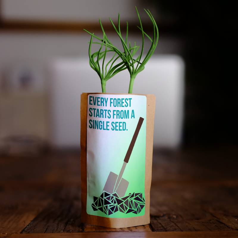 Every Forest Starts From a Single Seed - Plants 100 Trees