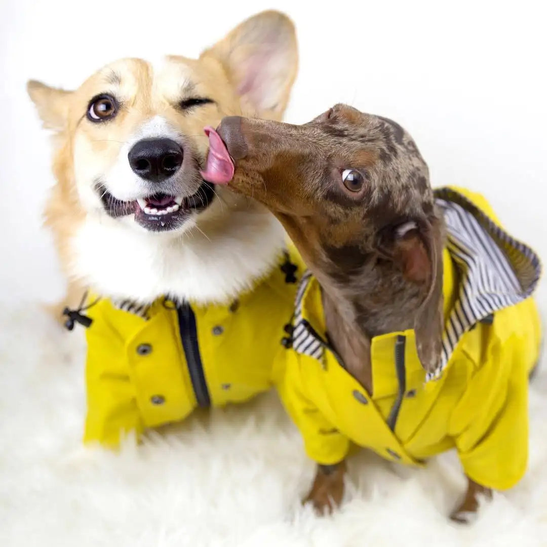 Dog Raincoat Pet Clothes Dog Clothes Rain Water - Lootquake