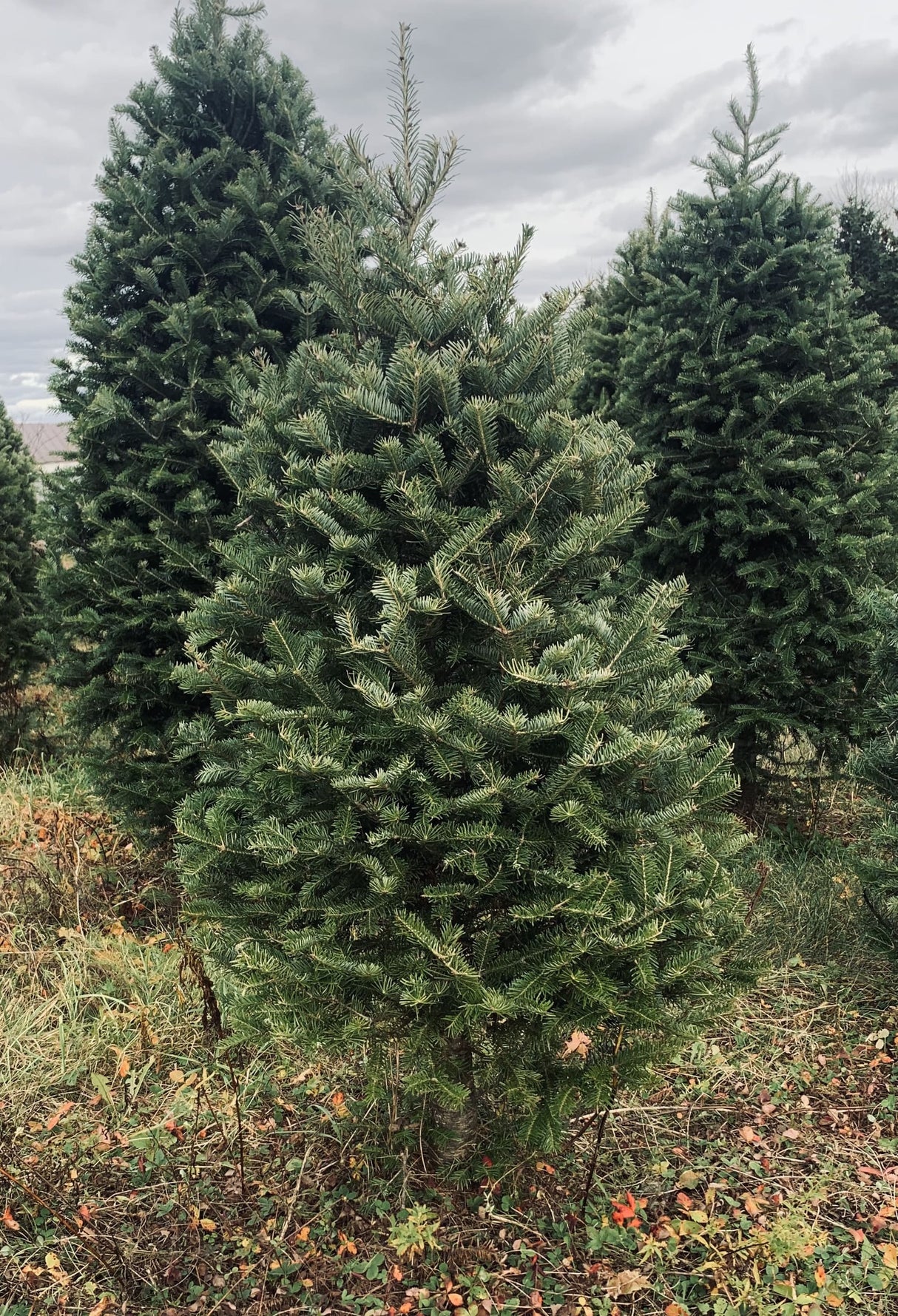 Real Christmas Trees Delivered 3 Foot Balsam Fir Tabletop Christmas Tree