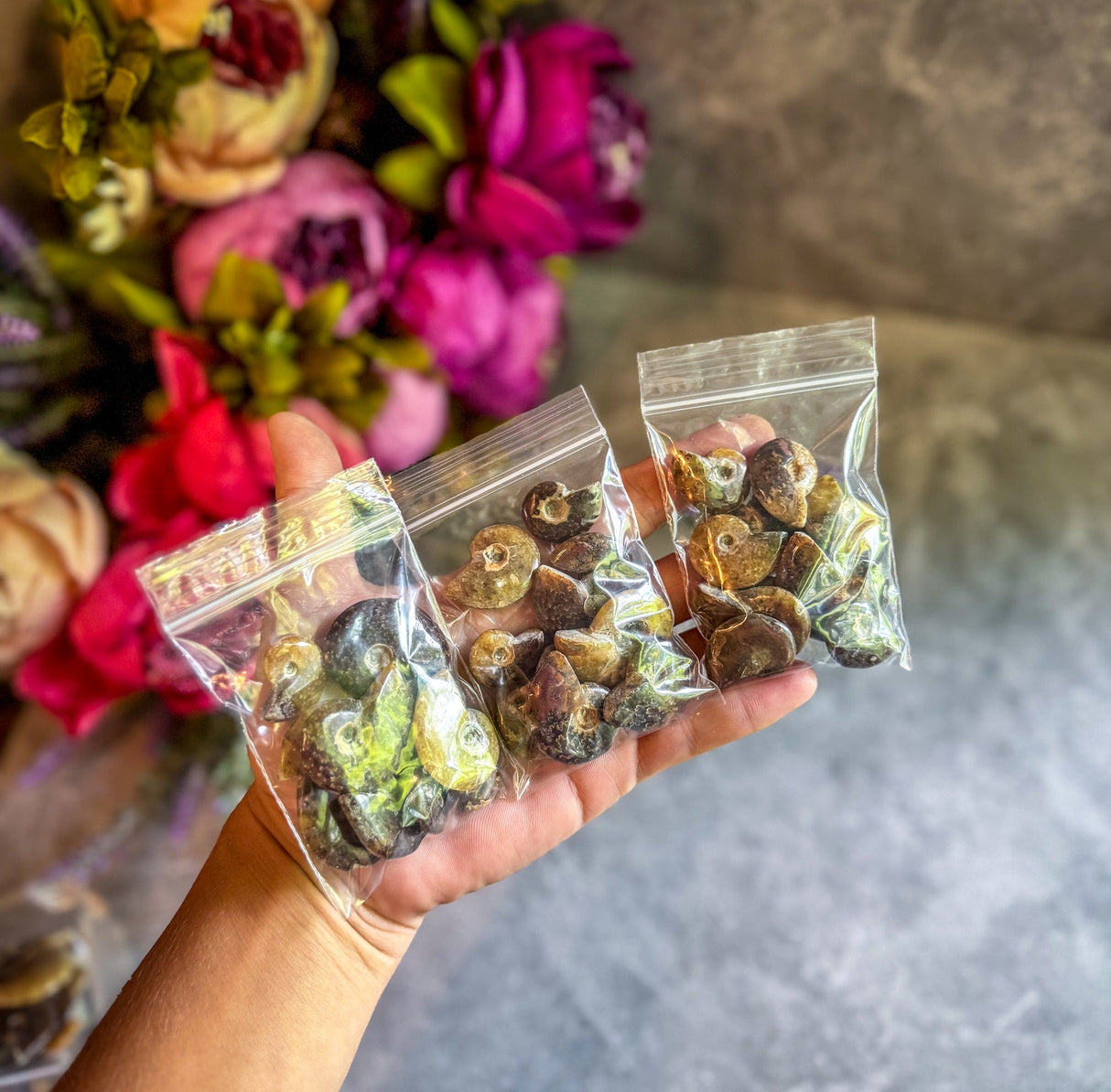 Small Polished Ammonite Ethically Sourced Ammonites, Bulk 50 gram Bag