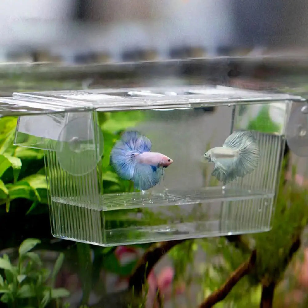 Acrylic Aquarium Fish Tank Incubation Box - Lootquake