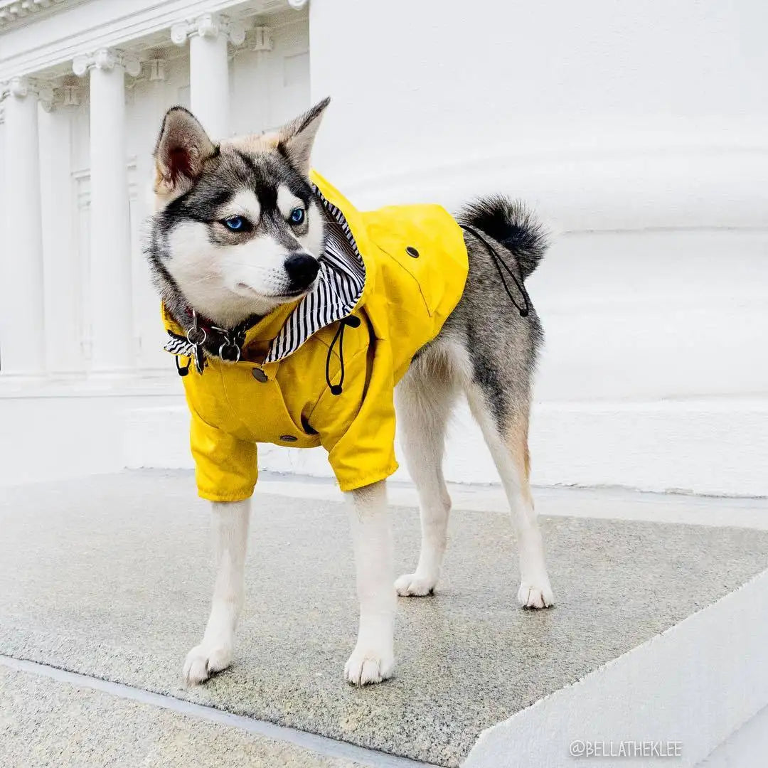 Dog Raincoat Pet Clothes Dog Clothes Rain Water - Lootquake