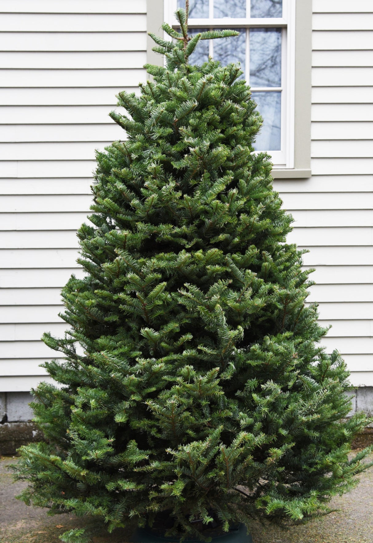 Real Christmas Trees Delivered 7 Foot Premium Balsam Fir Christmas Tree