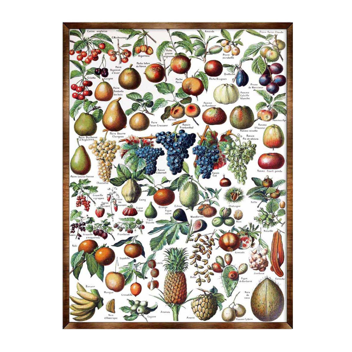 Fruit Montessori Wooden Poster - Homeschool I Educational Poster - Classroom Decor - Aesthetic - 310223