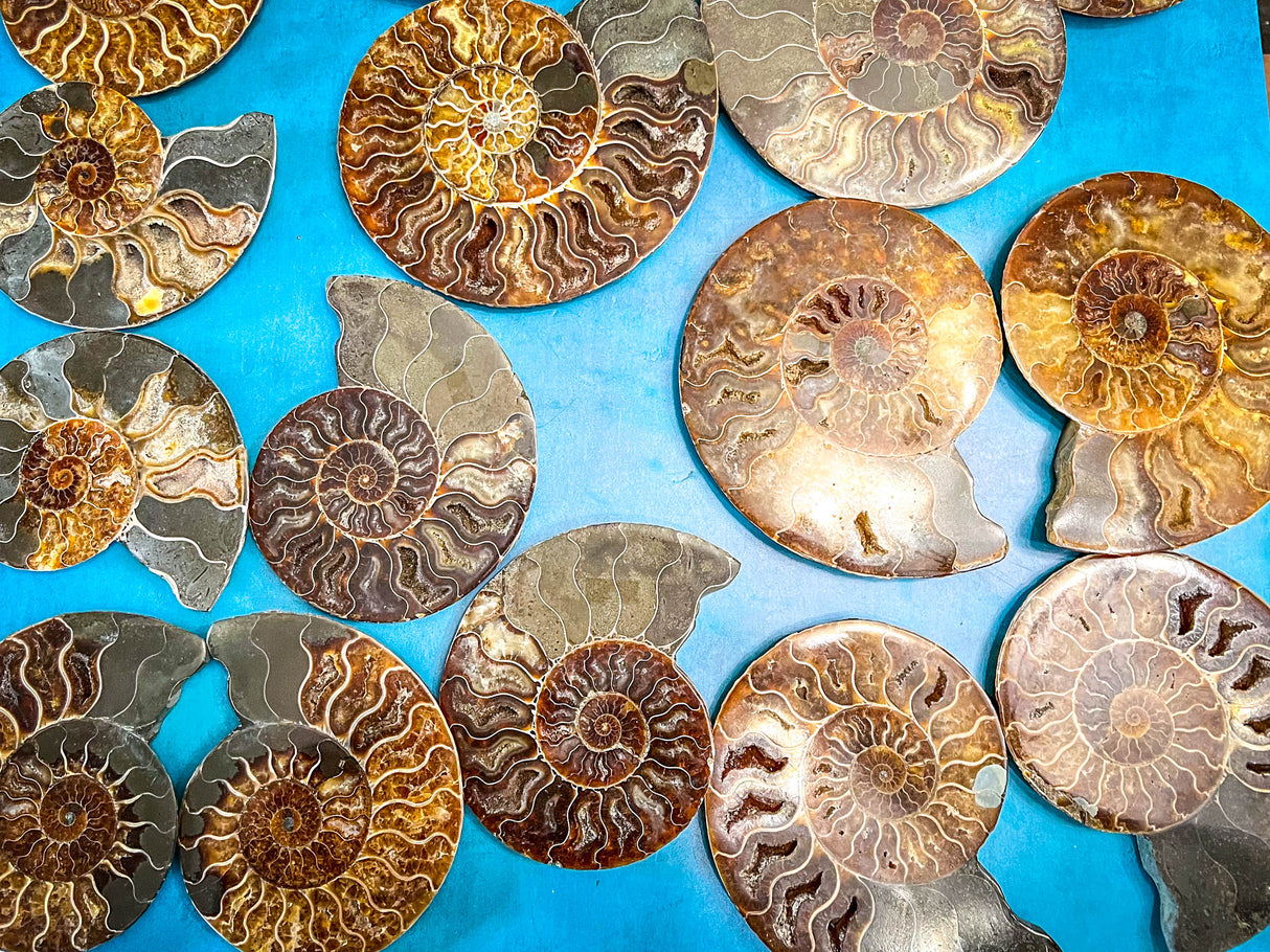 Polished Ammonite Pairs, Ethically Sourced Ammonite Halves 500-1500 grams