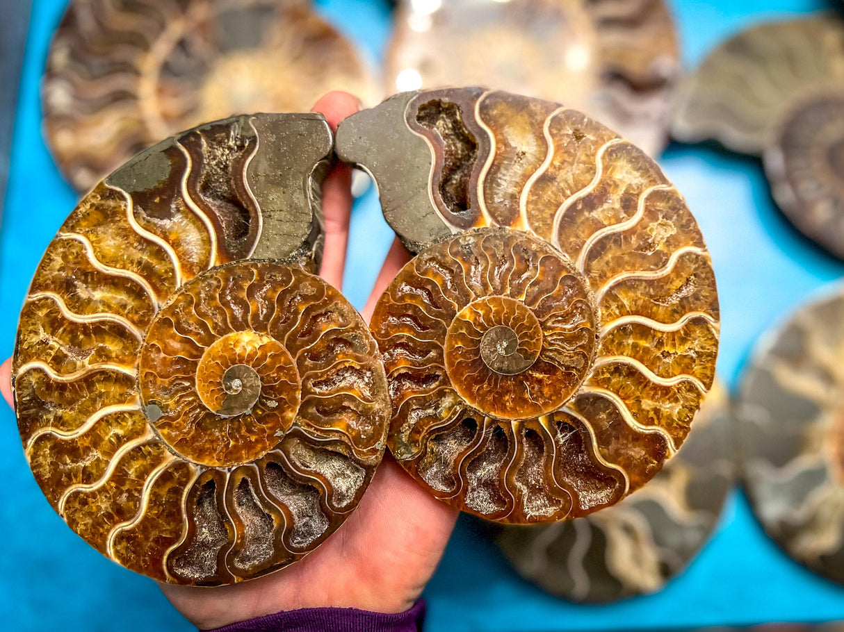 Polished Ammonite Pairs, Ethically Sourced Ammonite Halves 500-1500 grams