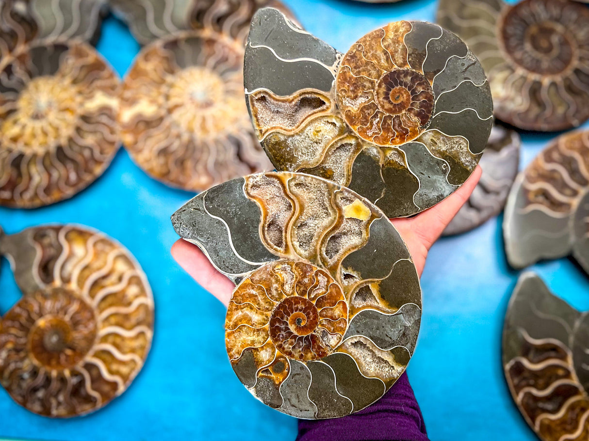 Polished Ammonite Pairs, Ethically Sourced Ammonite Halves 500-1500 grams