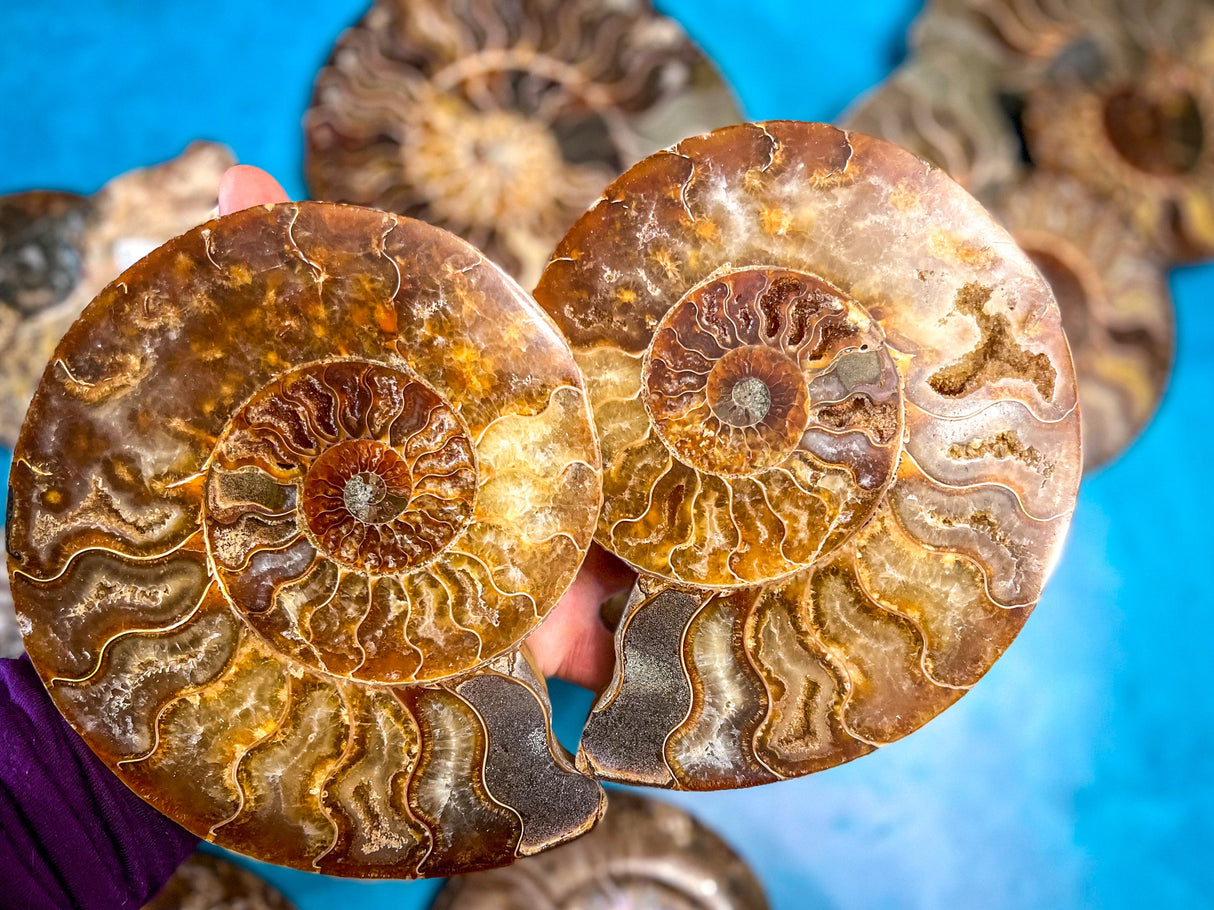 Polished Ammonite Pairs, Ethically Sourced Ammonite Halves 500-1500 grams