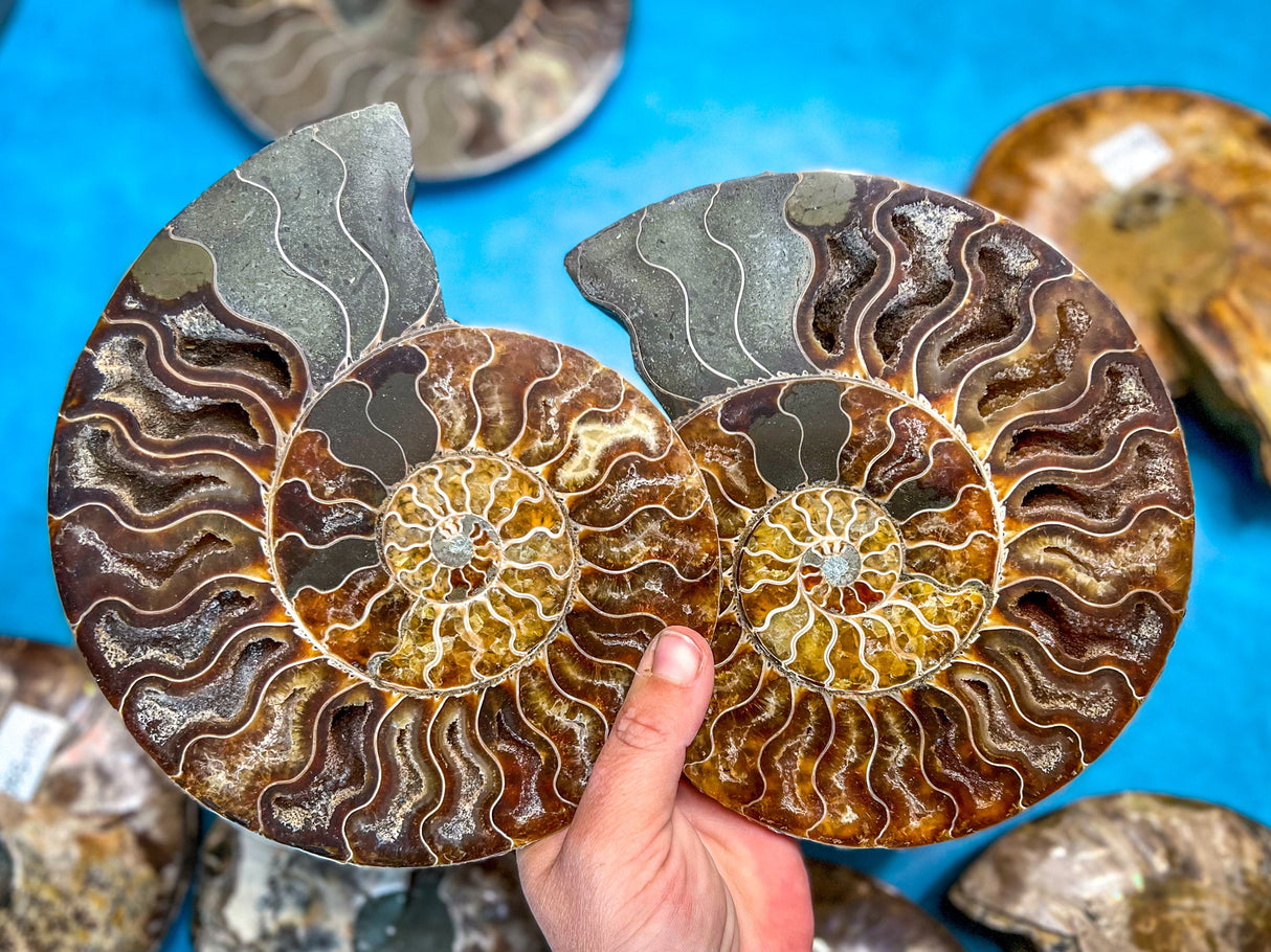 Polished Ammonite Pairs, Ethically Sourced Ammonite Halves 500-1500 grams
