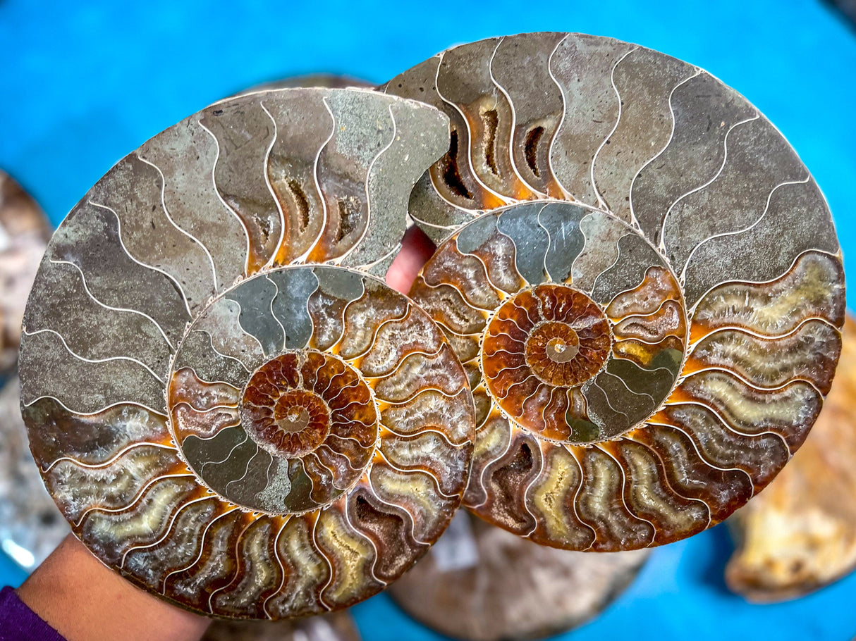 Polished Ammonite Pairs, Ethically Sourced Ammonite Halves 500-1500 grams