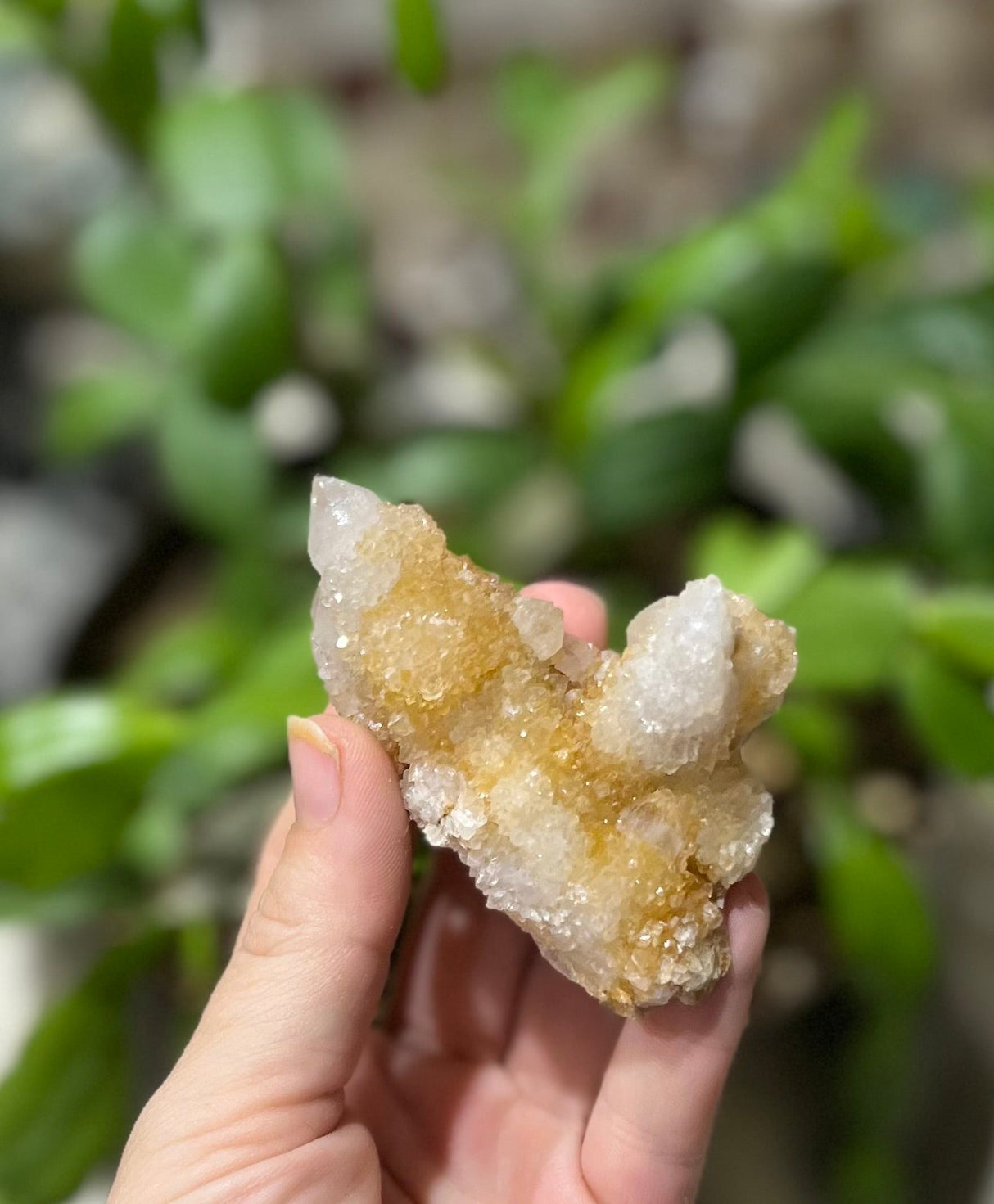 Spirit Quartz Points, Cactus Quartz Clusters, You Choose Size