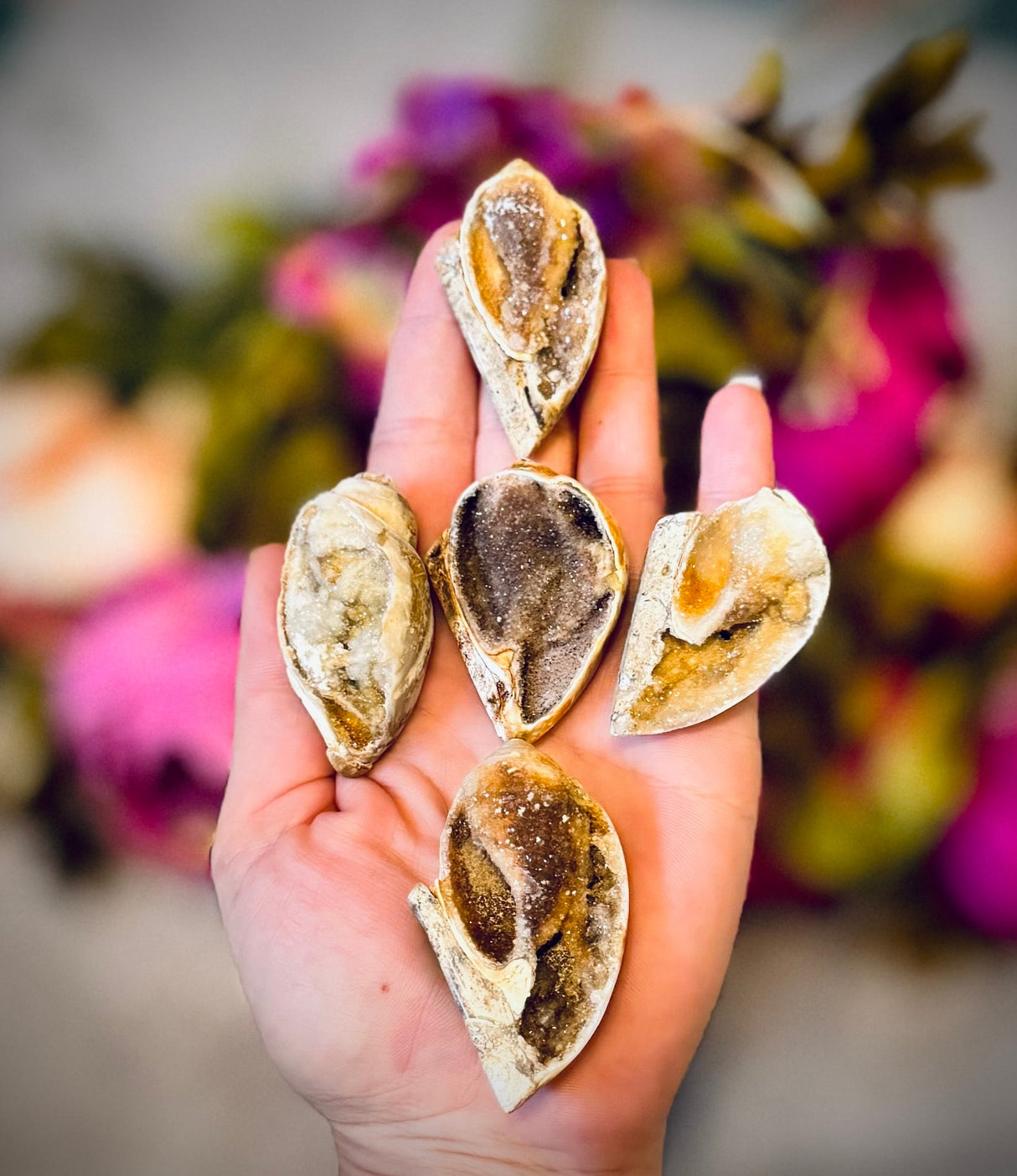 Druzy Shell Fossils, Rare Fossilized Shell From India