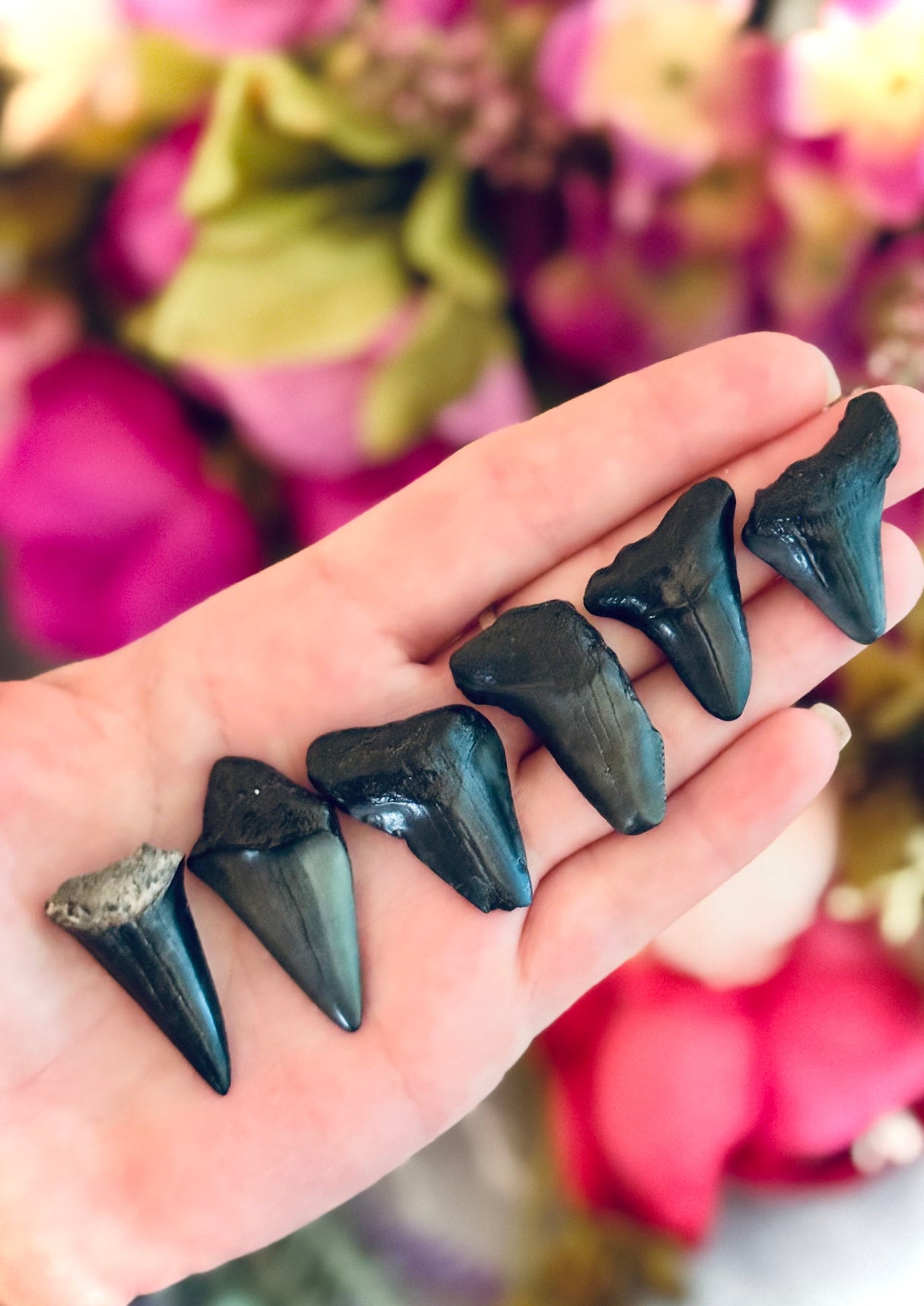 Pequeños fósiles de dientes de Megaladon, regalo paleontológico, regalo fósil