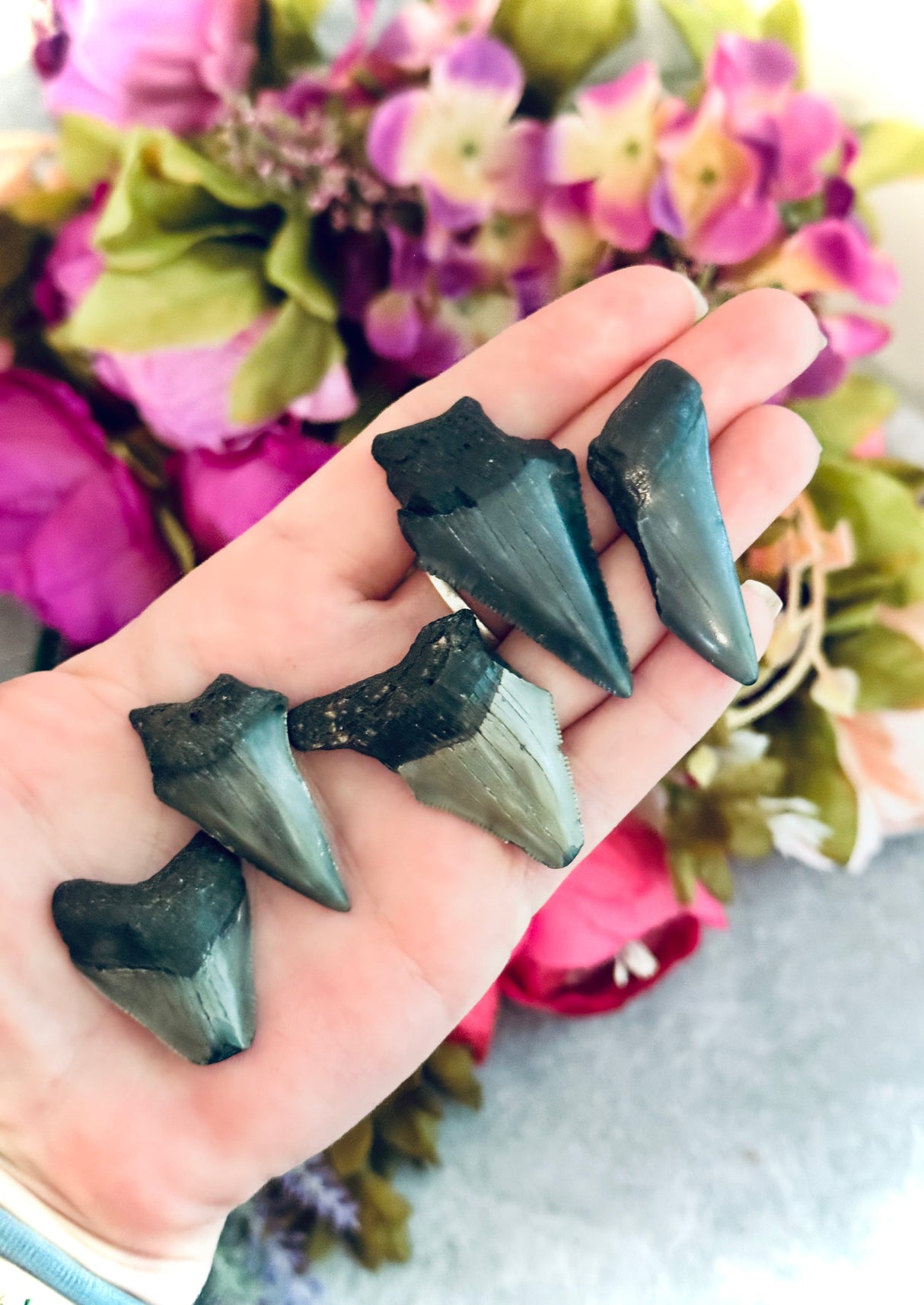 Pequeños fósiles de dientes de Megaladon, regalo paleontológico, regalo fósil