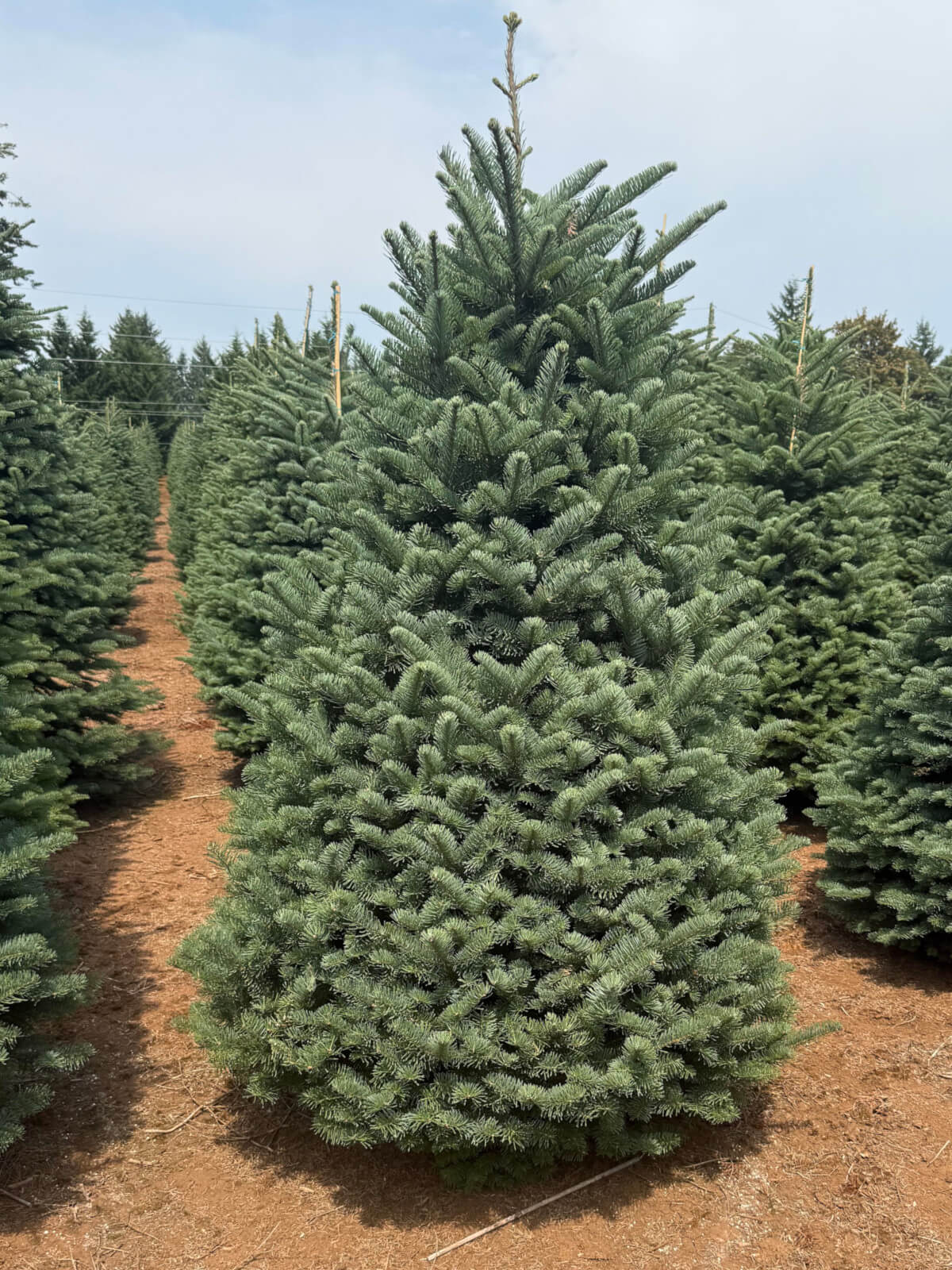 Real Christmas Trees Delivered Noble Fir