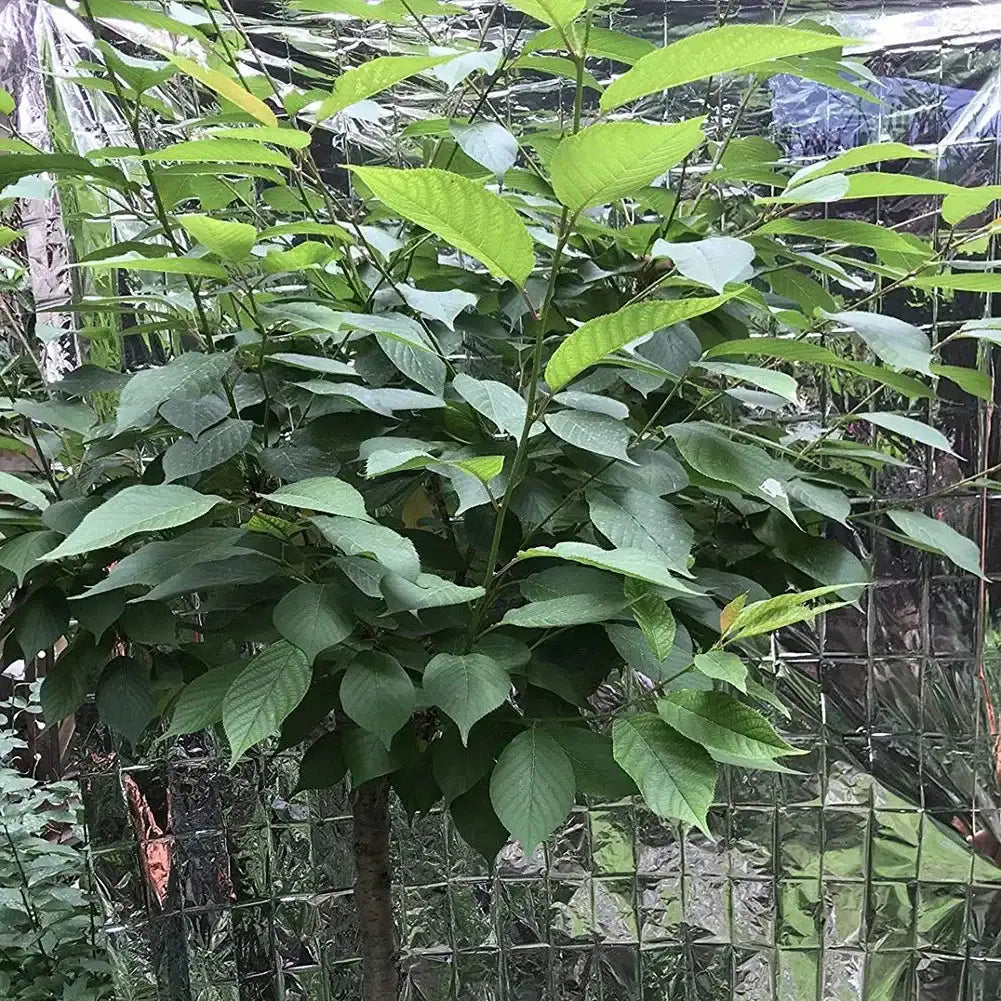 2-30pc Garden Wall Mylar Film Highly Reflective Films for Grow Tent Room Garden Greenhouse Covering Foil Sheets 210x120cm - Lootquake