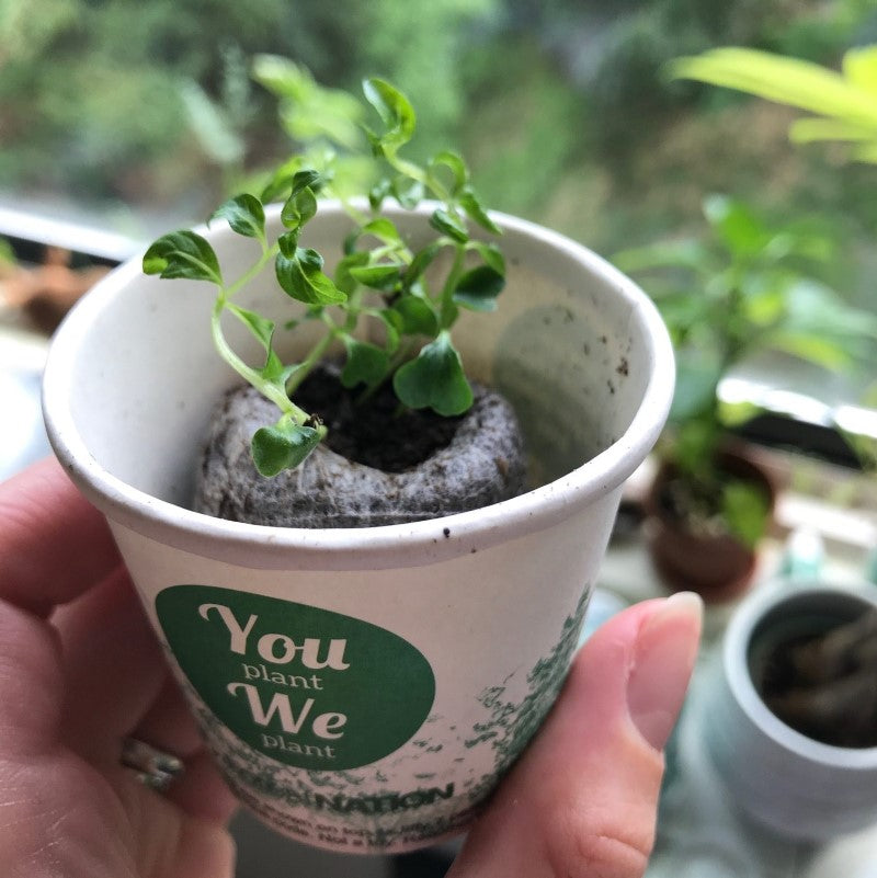 Tú Plantas Nosotros Plantamos Pack de 3 Kits de Árboles, Plantamos 30 Árboles Más