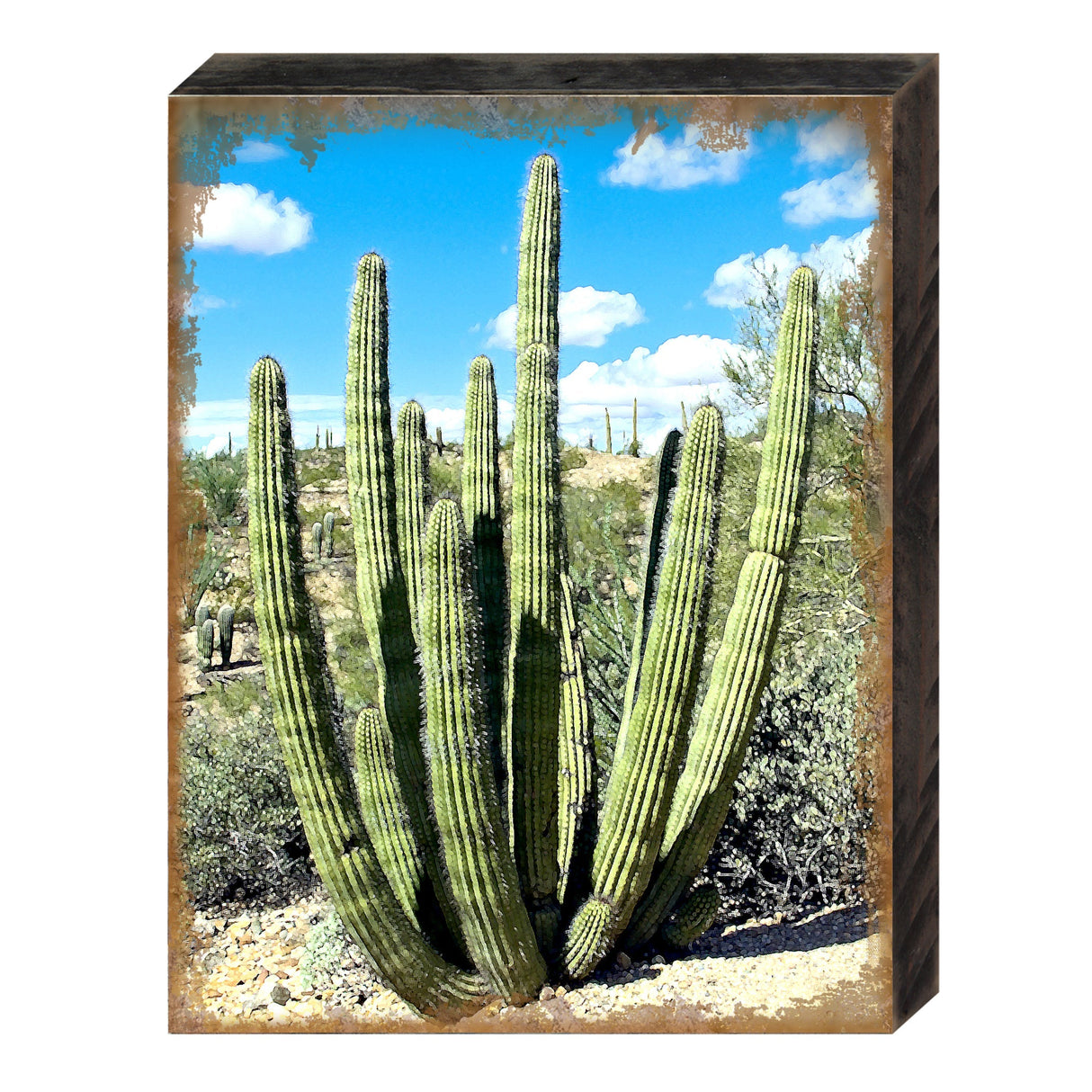 Kennerdell Cactus Art Wooden Wall Art by Nature Wonders - Nature Wildlife Decor - 95277B