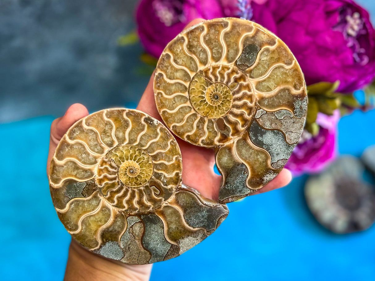 Polished Ammonite Pairs, Ethically Sourced Ammonite Halves