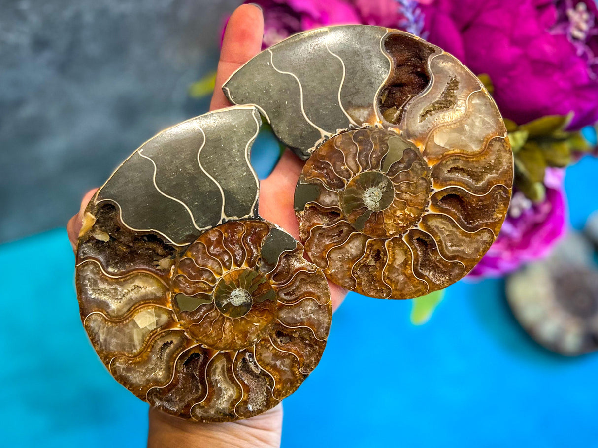 Polished Ammonite Pairs, Ethically Sourced Ammonite Halves