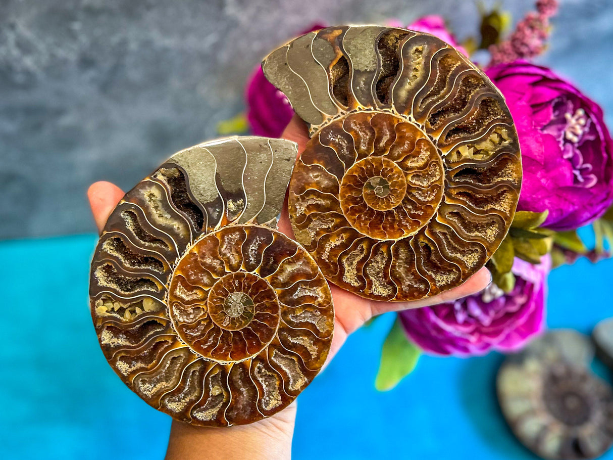 Polished Ammonite Pairs, Ethically Sourced Ammonite Halves