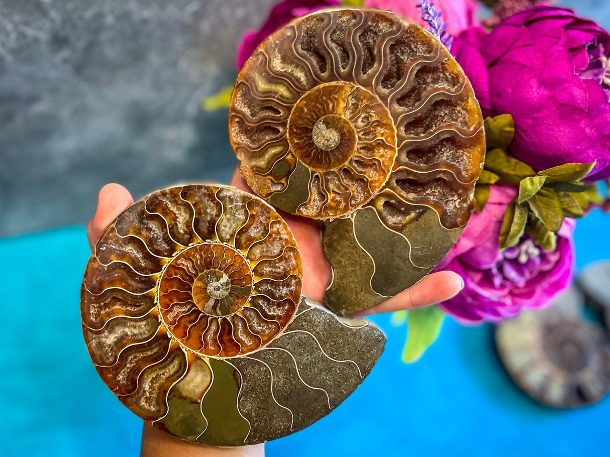 Polished Ammonite Pairs, Ethically Sourced Ammonite Halves