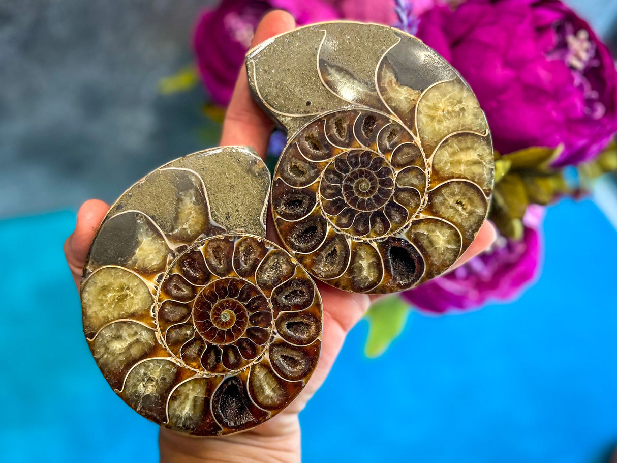 Polished Ammonite Pairs, Ethically Sourced Ammonite Halves