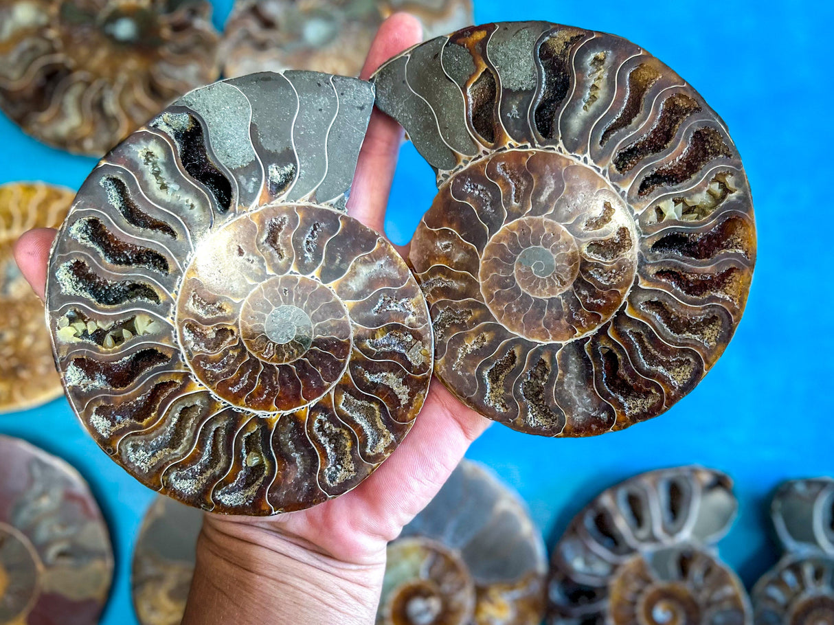 Polished Ammonite Pairs, Ethically Sourced Ammonite Halves