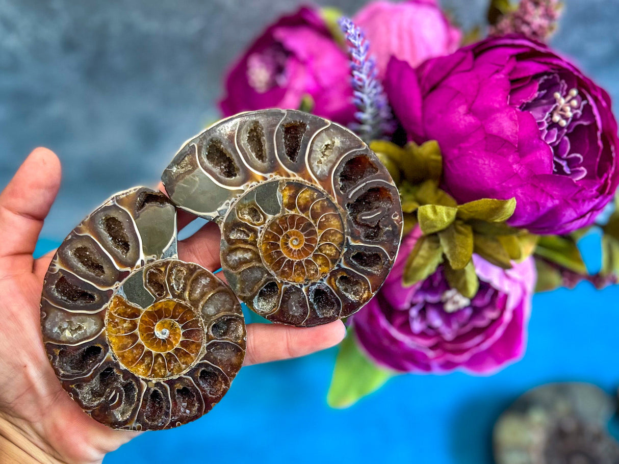 Polished Ammonite Pairs, Ethically Sourced Ammonite Halves
