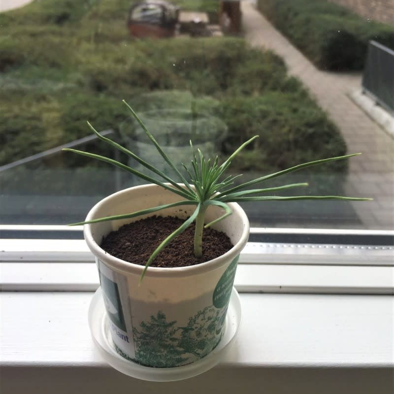 Get Well Soon Encouragement