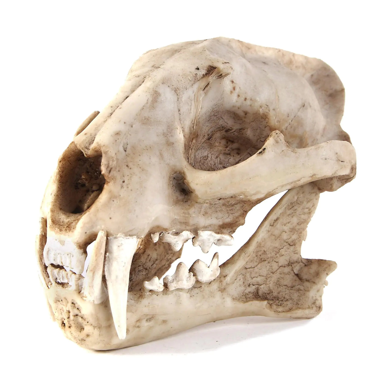 Kocris Casa Aquarium Décor Cave Decorations Fish Hideout Betta Tarantula Reptile Snake for Terrarium Ornament Dinosaur Animal Skull Large Bones Halloween