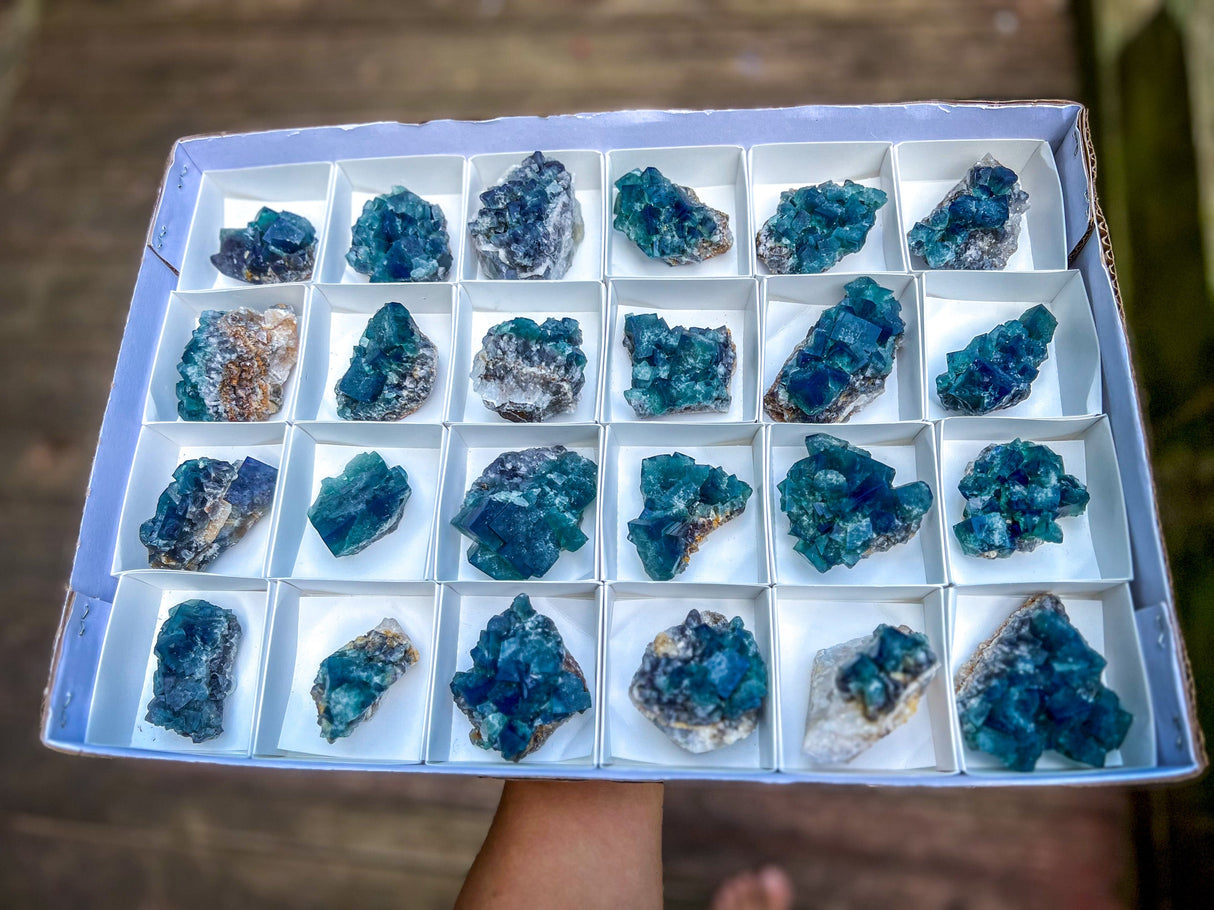 Hidden Forest Pocket Fluorite Clusters, Diana Maria Mine, Daylight Fluorescent Fluorite