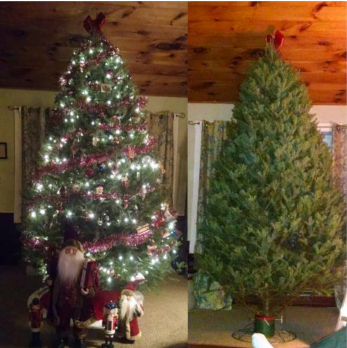 Real Christmas Trees Delivered 7 Foot Premium Balsam-Fraser Fir Hybrid