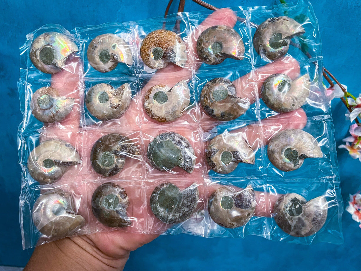 BULK Rainbow Ammonite Fossil Pairs