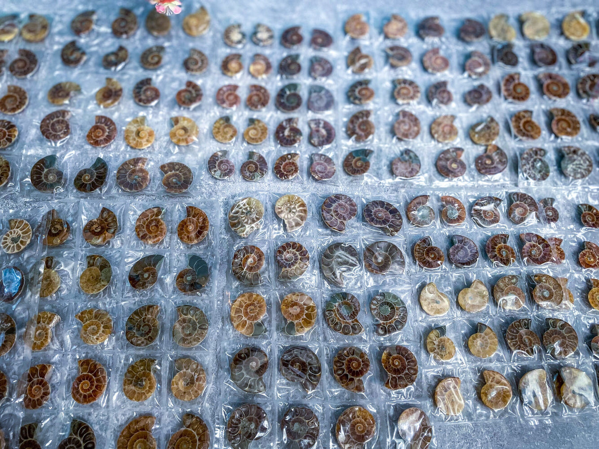 BULK Rainbow Ammonite Fossil Pairs