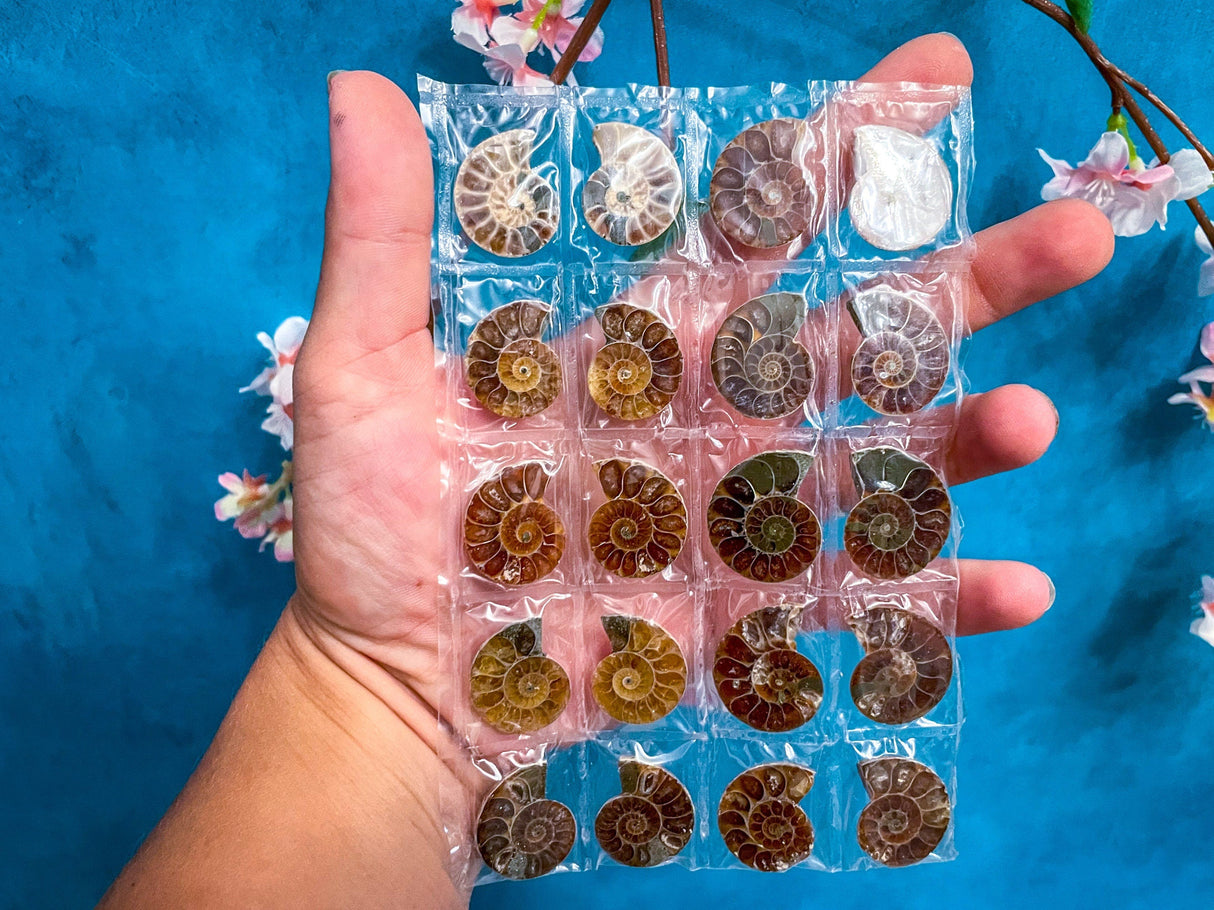 BULK Rainbow Ammonite Fossil Pairs