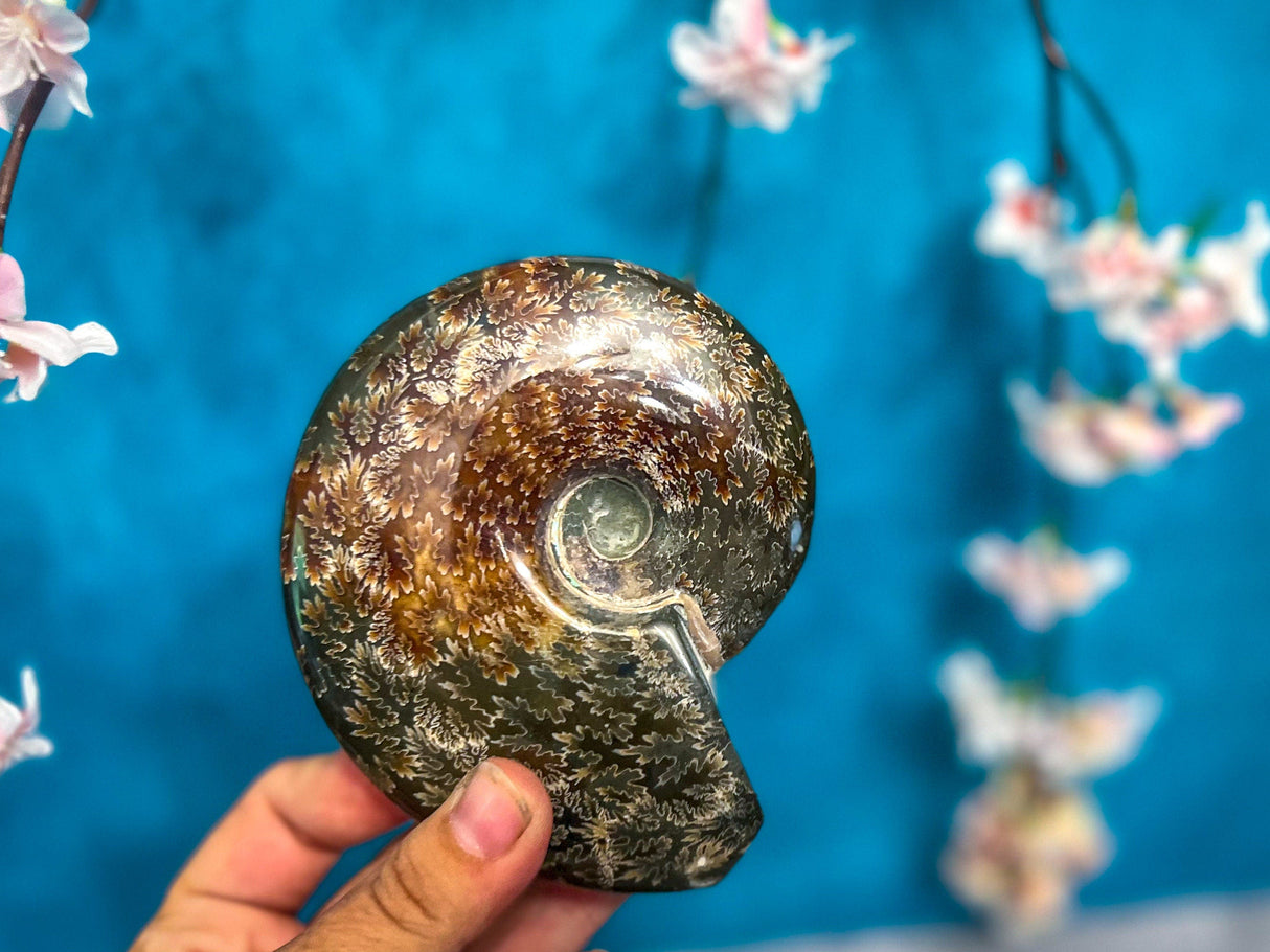 Polished Ammonite Fossils