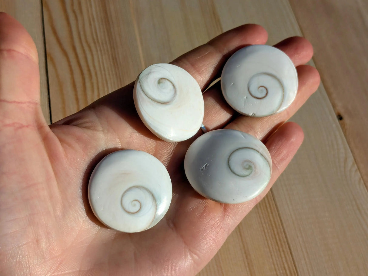 Shiva Eyes - Pacific Cat's Eye