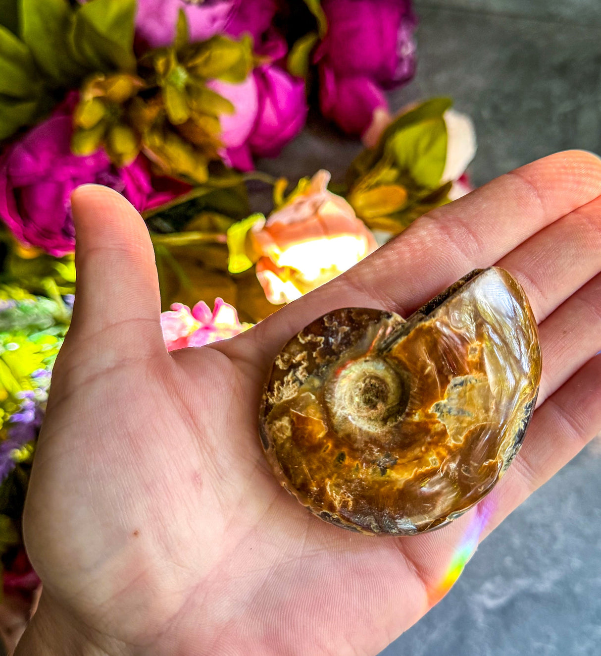 Fire Ammonite Shell Fossil, Fire Ammonite, Fossil Decor, Natural Art,Decorative Fossils, Ammonite Fossil