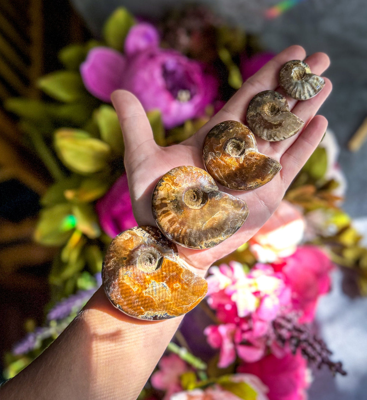 Fire Ammonite Shell Fossil, Fire Ammonite, Fossil Decor, Natural Art,Decorative Fossils, Ammonite Fossil