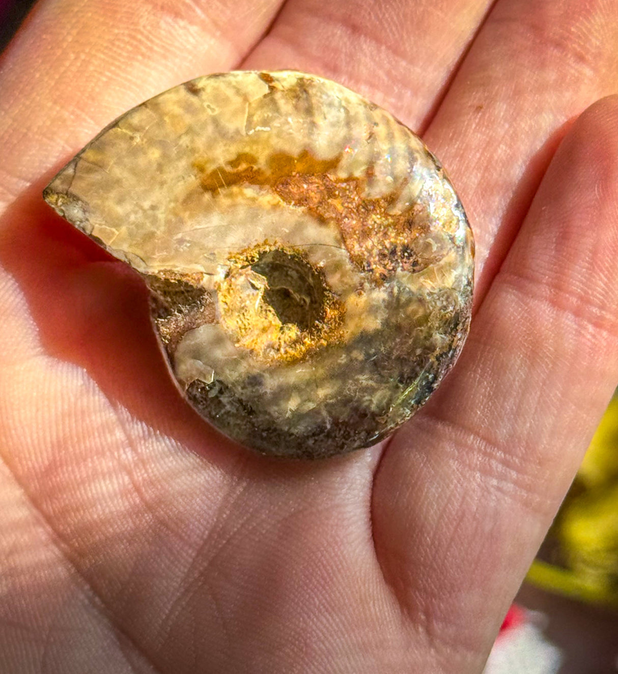 Fire Ammonite Shell Fossil, Fire Ammonite, Fossil Decor, Natural Art,Decorative Fossils, Ammonite Fossil