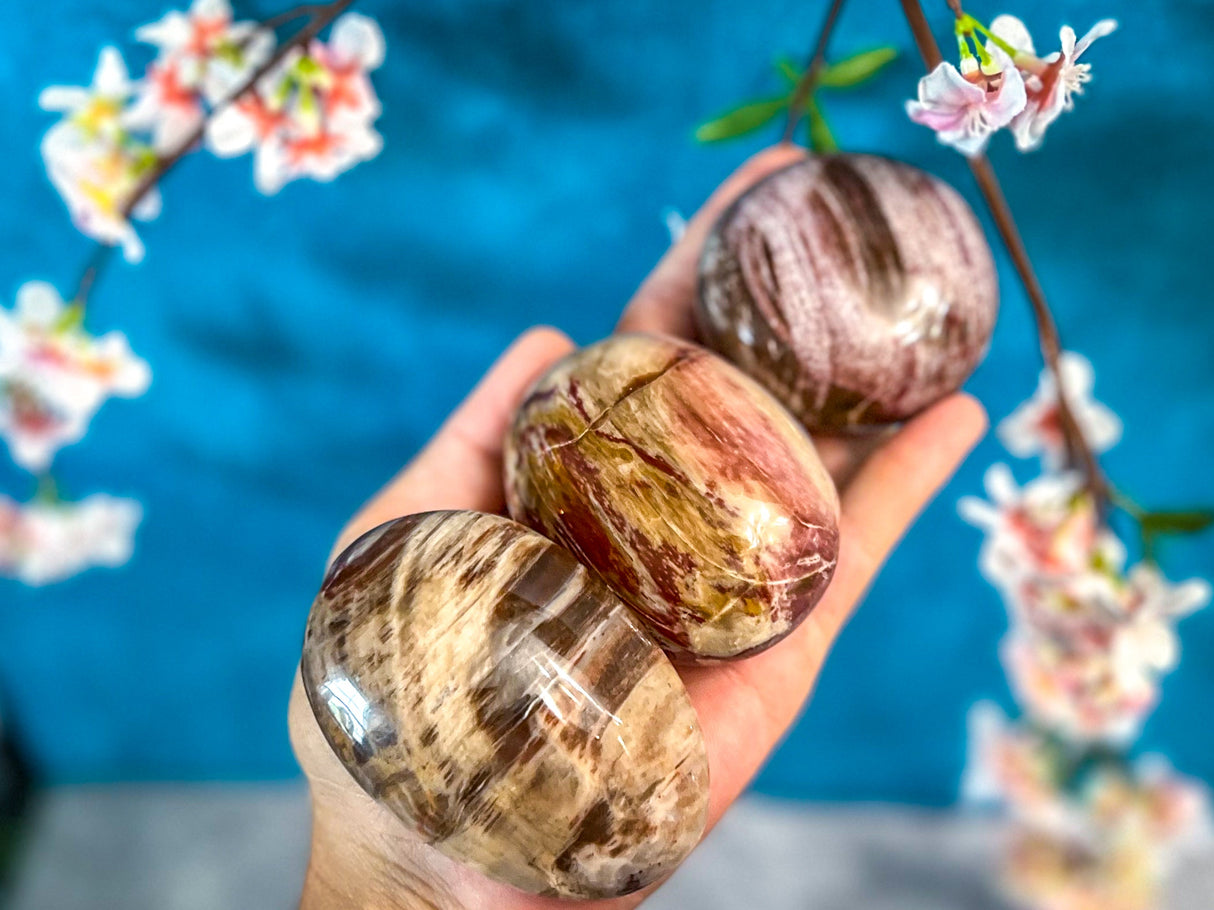Petrified Wood Palm Stone