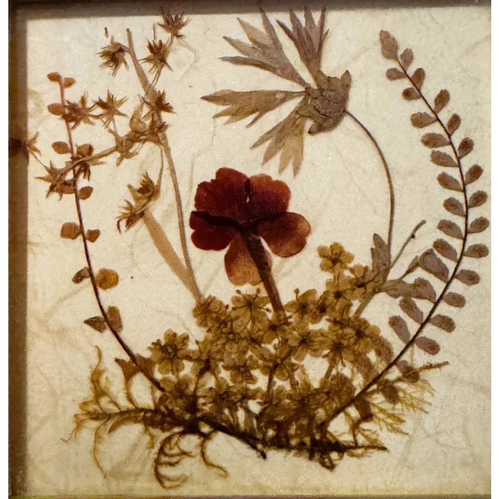 Vintage West Germany Dried Flower Art 1972 Framed Botanical Beauty