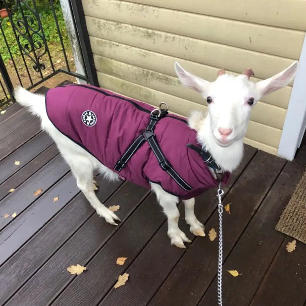 Waterproof Dog Clothes Winter Dog Coat With Harness Warm Pet Clothing Big Dog Jacket Chihuahua Labrador Coat Costume - Lootquake