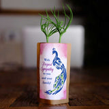 Sympathy Feathers